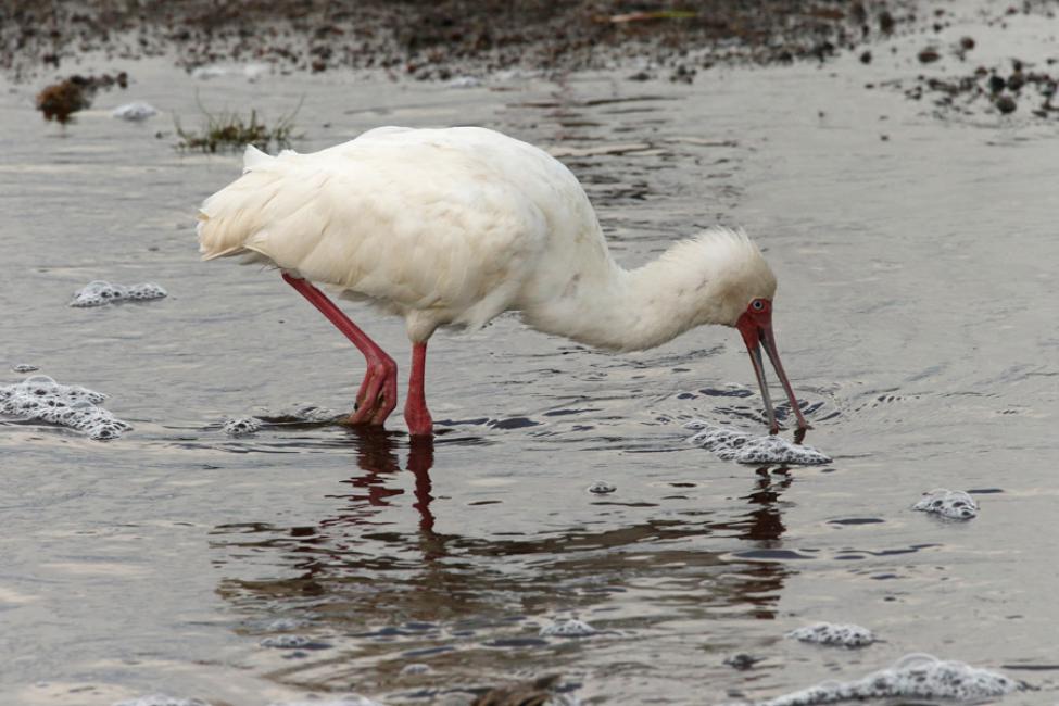 Espátula rosada (Platalea alba) - African Spoonbill